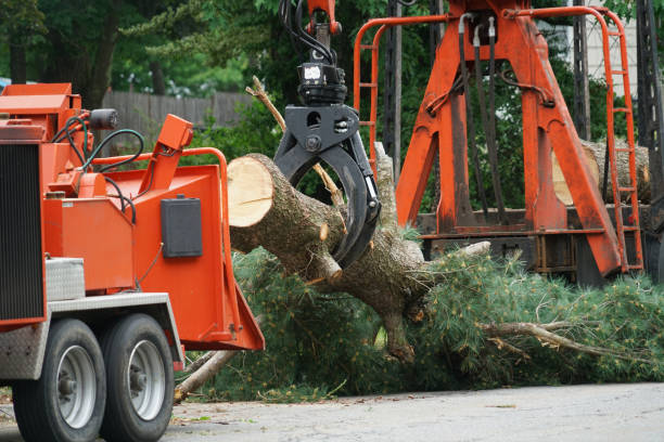 Dead Tree Removal in Oak Grove, KY